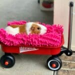 Nurture advises how to travel safely with small furry pets