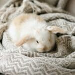 How to tell if your rabbits are too cold this winter