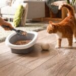 Vet Rachel Shares Why Cats Soil Indoors and Ways to Help