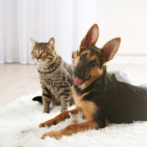 Use Nurture’s Checklist to Perfect Your Pet’s Care This Year