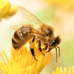 First Aid for Bee and Wasp Stings on Your Pet